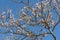 Twigs of princess trees with young green leaves and pink flowers on a blue background in spring in a park