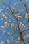 Twigs of princess trees with young green leaves and pink flowers on a blue background in spring in a park