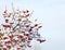 Twigs with red berries viburnum opulus common names: guelder-rose, water elder, cramp bark, snowball tree