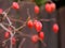 Twigs with rosehips