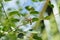 The twigs of shadberry berries on a bush with bright green leaves