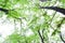 Twigs and skies-Cinnamomum camphora
