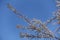 Twigs of Tamarix ramosissima covered with pink flowers against the sky