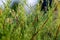 Twigs of thuja, a coniferous shrub, close-up on a blurred green background in sunlight with a yellow tinge