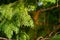 Twigs of thuja, a coniferous shrub, close-up on a blurred green background in sunlight with a yellow tinge