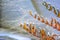 Twigs of trees with dry autumn leaves close-up on a blurred background