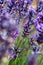 Twigs of wild lavender flowers in the mountains