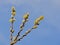 Twigs with Yellow male willow catkins on a blue background