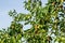 Twigs Ziziphus jujuba with green and ripe brown fruits. Green leaves of Chinese date on blue sky background. Exotic jujube tree