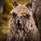 TWild llama is the indigenous animal of Peru and well known in Cusco Peru