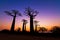 Twilight colors Baobabs