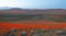 Twilight evening view of California Golden Poppies during springtime super bloom in the southern California high desert