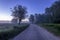 Twilight on a field covered with flowering lupines and road in summer morning with fog