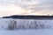 Twilight Frost - Setting sun on a Frozen Lake, Embraced by Reeds