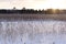 Twilight Frost - Setting sun on a Frozen Lake, Embraced by Reeds