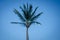 Twilight with the full moon and palm tree silhouette