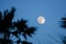 Twilight with the full moon and palm tree silhouette