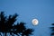 Twilight with the full moon and palm tree silhouette