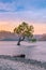 Twilight at Queentown alone tree Wanaka lake