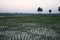 Twilight of the rice fields