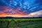 twilight sky above a sprawling vineyard