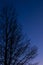 Twilight sky with crescent moon, Venus and tree silhouette after sunset