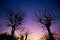 Twilight sky fall season with silhouette dried tree