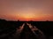 twilight sunset and rice field view