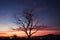 Twilight tranquility dry tree silhouette against the vibrant sunset hues