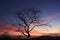 Twilight tranquility dry tree silhouette against the vibrant sunset hues