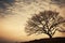 Twilights silhouette, a lone bare tree captures natures quiet elegance