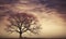 Twilights silhouette, a lone bare tree captures natures quiet elegance