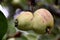 A twin apple fruit on an apple tree