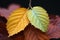 Twin autumnal leaves, a duet in natures colorful symphony