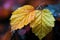 Twin autumnal leaves, a duet in natures colorful symphony