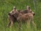 Twin baby moose standing in a field