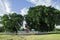 twin banyan trees in the south square, alun-alun selatan yogyakarta