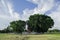 twin banyan trees in the south square, alun-alun selatan yogyakarta