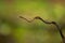 Twin-barred tree snake in national park