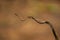 Twin-barred tree snake in national park