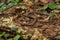 Twin-barred tree snake in national park