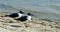 Twin beach birds looking for food; gazing into the ocean