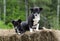 Twin Border Collie Corgi mixed breed puppy dog