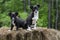 Twin Border Collie Corgi mixed breed puppy dog