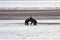 Twin Brown Bear in Alaska