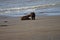 Twin Brown Bear cubs on the beach