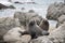 Twin Brown Fur Seals, Wainuiomata Coast, New Zealand