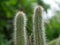 Twin cactus