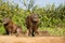 Twin Capybara Babies Nursing