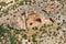 Twin Caves climbing sector in Leonidio, Arcadia, Peloponnese, Greece, with red limestone rock